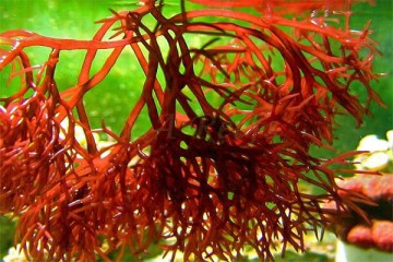 Tác dụng của Aquamin F tảo đỏ trong 12h men